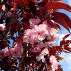Purple Leaf Cherry Blossom Tree | Prunus Serrulata 'Royal Burgundy' 9 Purple Leaf Cherry Blossom Tree | Prunus Serrulata 'Royal Burgundy' -PlantHaven Store ORN0032 1