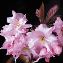 Purple Leaf Cherry Blossom Tree | Prunus Serrulata 'Royal Burgundy' 13 Purple Leaf Cherry Blossom Tree | Prunus Serrulata 'Royal Burgundy' -PlantHaven Store ORN0032 2