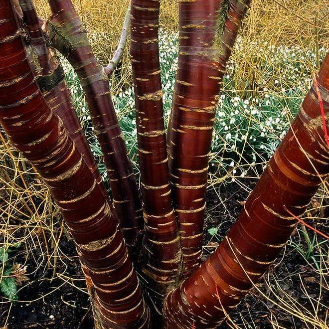 Multi Stem Tibetan Cherry Tree | Prunus Serrula 1 Multi Stem Tibetan Cherry Tree | Prunus Serrula