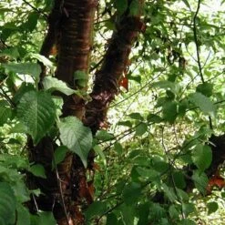 Multi Stem Tibetan Cherry Tree | Prunus Serrula 8 Multi Stem Tibetan Cherry Tree | Prunus Serrula -PlantHaven Store ORN0034 4 457f60d6 746c 4a68 a6a8 5139ee4b2b53