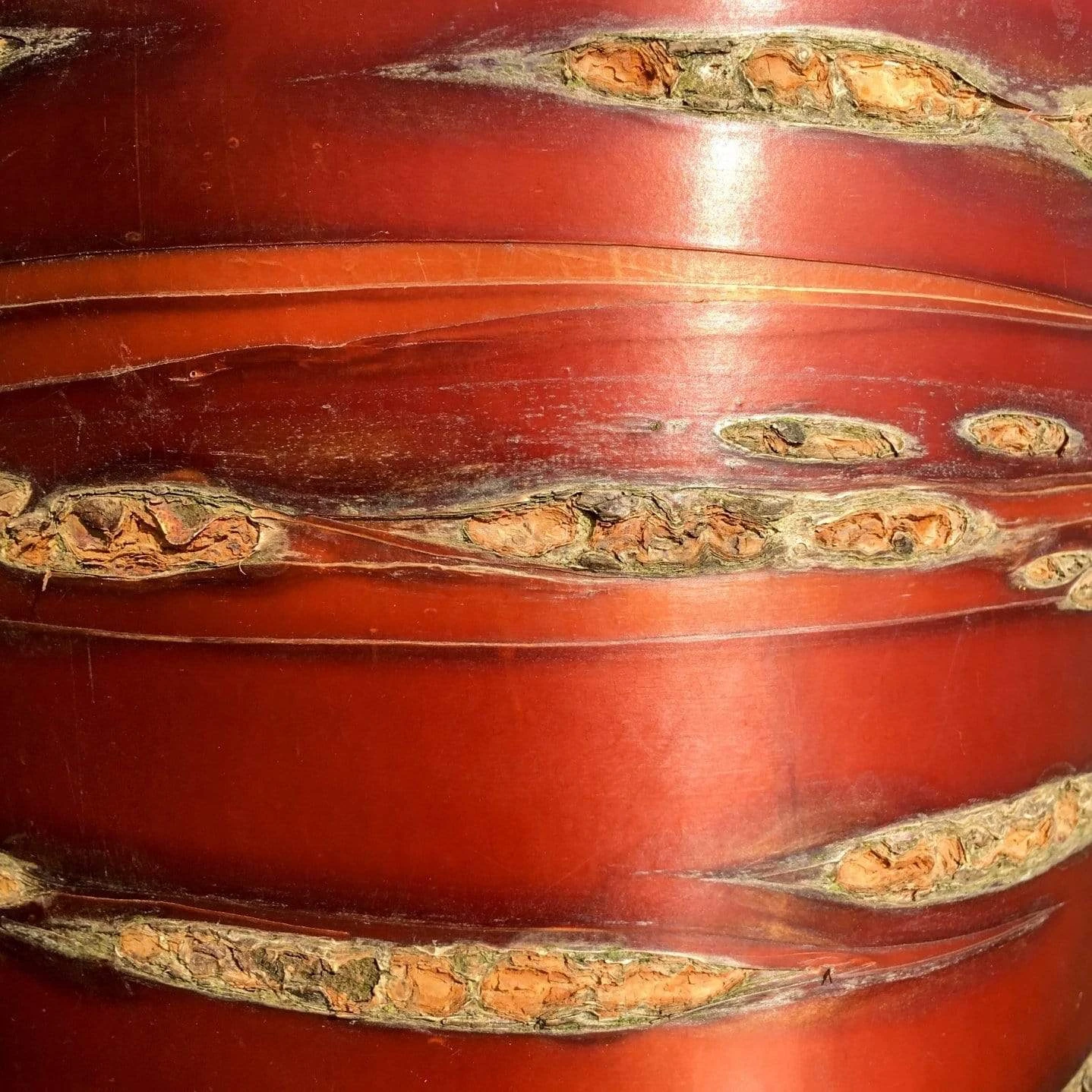 Multi Stem Tibetan Cherry Tree | Prunus Serrula 2 Multi Stem Tibetan Cherry Tree | Prunus Serrula - Image 2