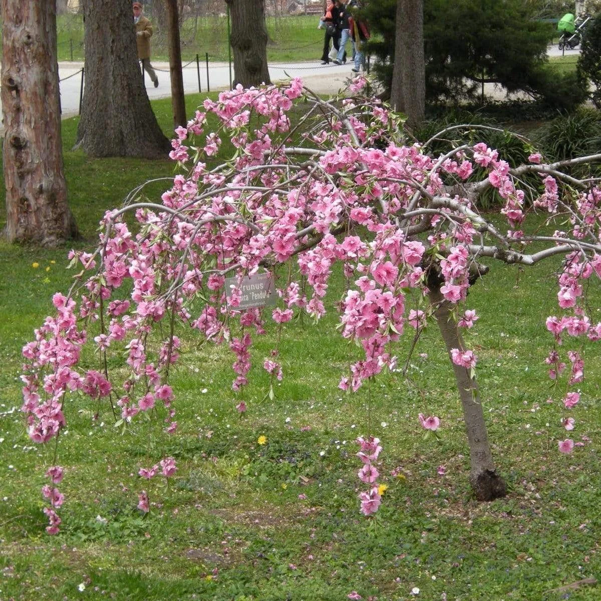 Single Pink Weeping Cherry Blossom Tree | Prunus Pendula Rubra 1 Single Pink Weeping Cherry Blossom Tree | Prunus Pendula Rubra