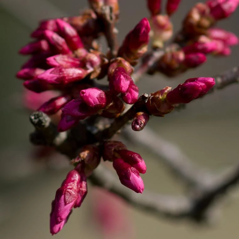 Small Pink Cherry Blossom Tree | Prunus 'Okame' 2 Small Pink Cherry Blossom Tree | Prunus 'Okame' - Image 2
