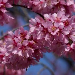 Small Pink Cherry Blossom Tree | Prunus 'Okame' 8 Small Pink Cherry Blossom Tree | Prunus 'Okame' -PlantHaven Store ORN0044 3