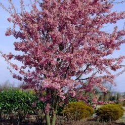 Small Pink Cherry Blossom Tree | Prunus 'Okame' 9 Small Pink Cherry Blossom Tree | Prunus 'Okame' -PlantHaven Store ORN0044 4
