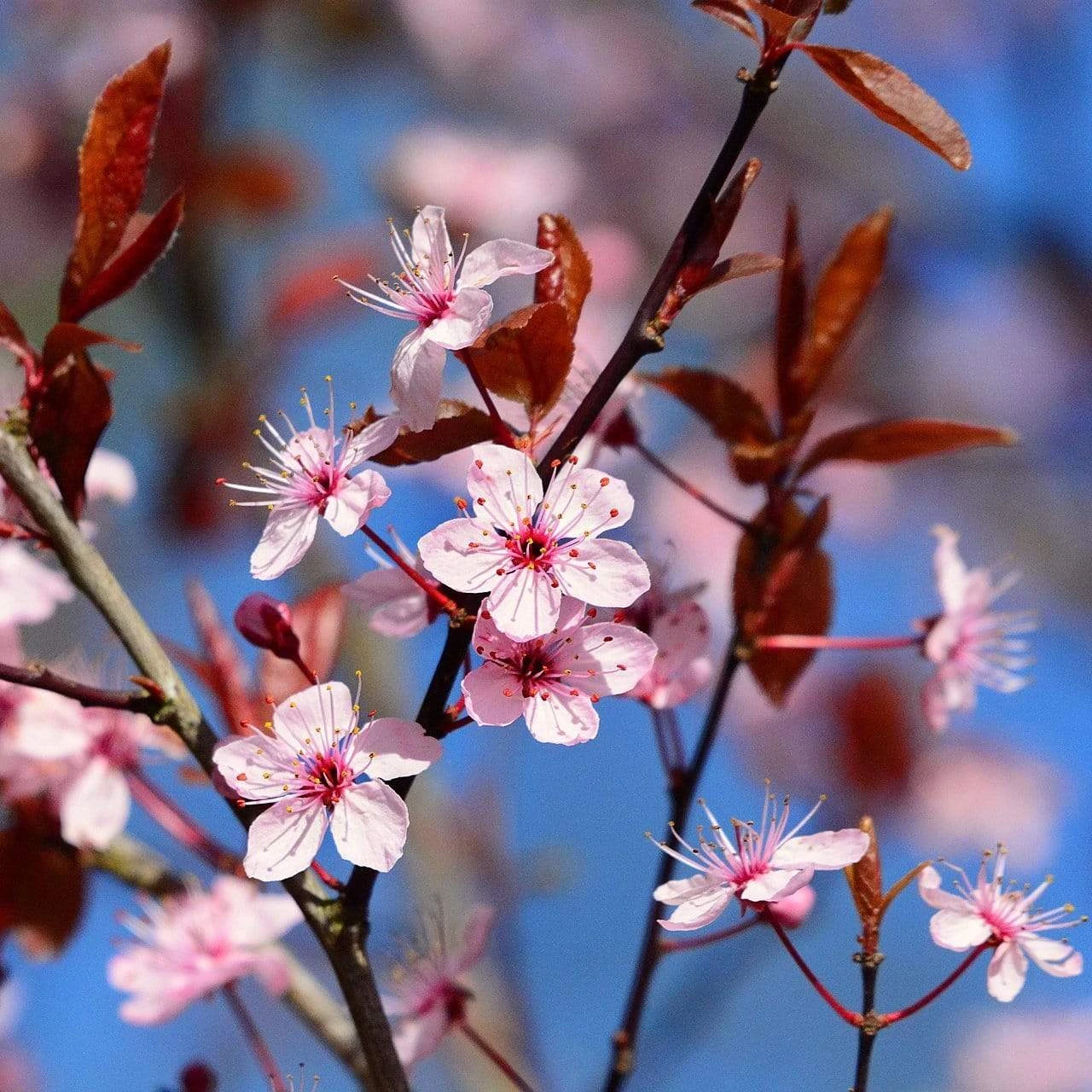 Black Cherry Plum Tree | Prunus Cerasifera 'Nigra' 1 Black Cherry Plum Tree | Prunus Cerasifera 'Nigra'