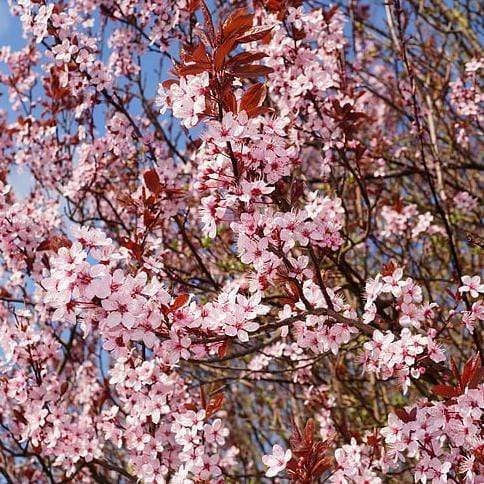 Black Cherry Plum Tree | Prunus Cerasifera 'Nigra' 3 Black Cherry Plum Tree | Prunus Cerasifera 'Nigra' - Image 3