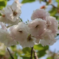 Blushing Bride Cherry Blossom Tree | Prunus 'Shogetsu'