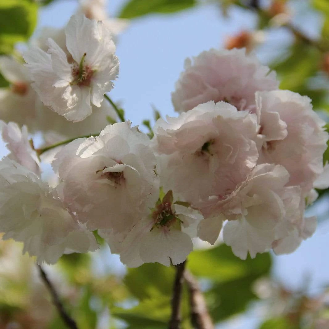 Blushing Bride Cherry Blossom Tree | Prunus 'Shogetsu' 1 Blushing Bride Cherry Blossom Tree | Prunus 'Shogetsu'