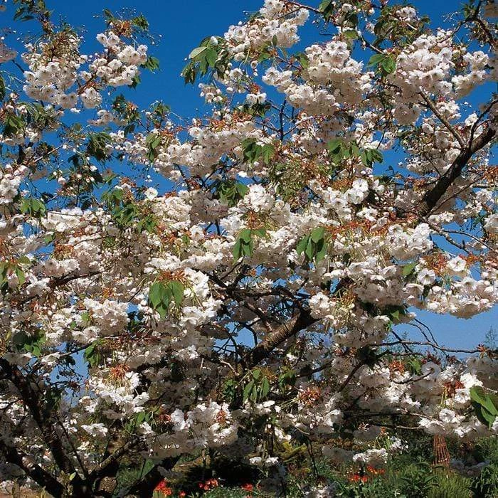 Blushing Bride Cherry Blossom Tree | Prunus 'Shogetsu' 2 Blushing Bride Cherry Blossom Tree | Prunus 'Shogetsu' - Image 2