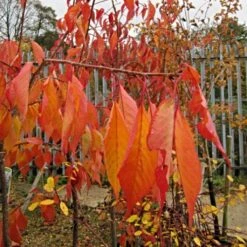 Cheal's Weeping Cherry Blossom Tree | Prunus Kiku Shidare Zakura 10 Cheal's Weeping Cherry Blossom Tree | Prunus Kiku Shidare Zakura -PlantHaven Store ORN0058 6