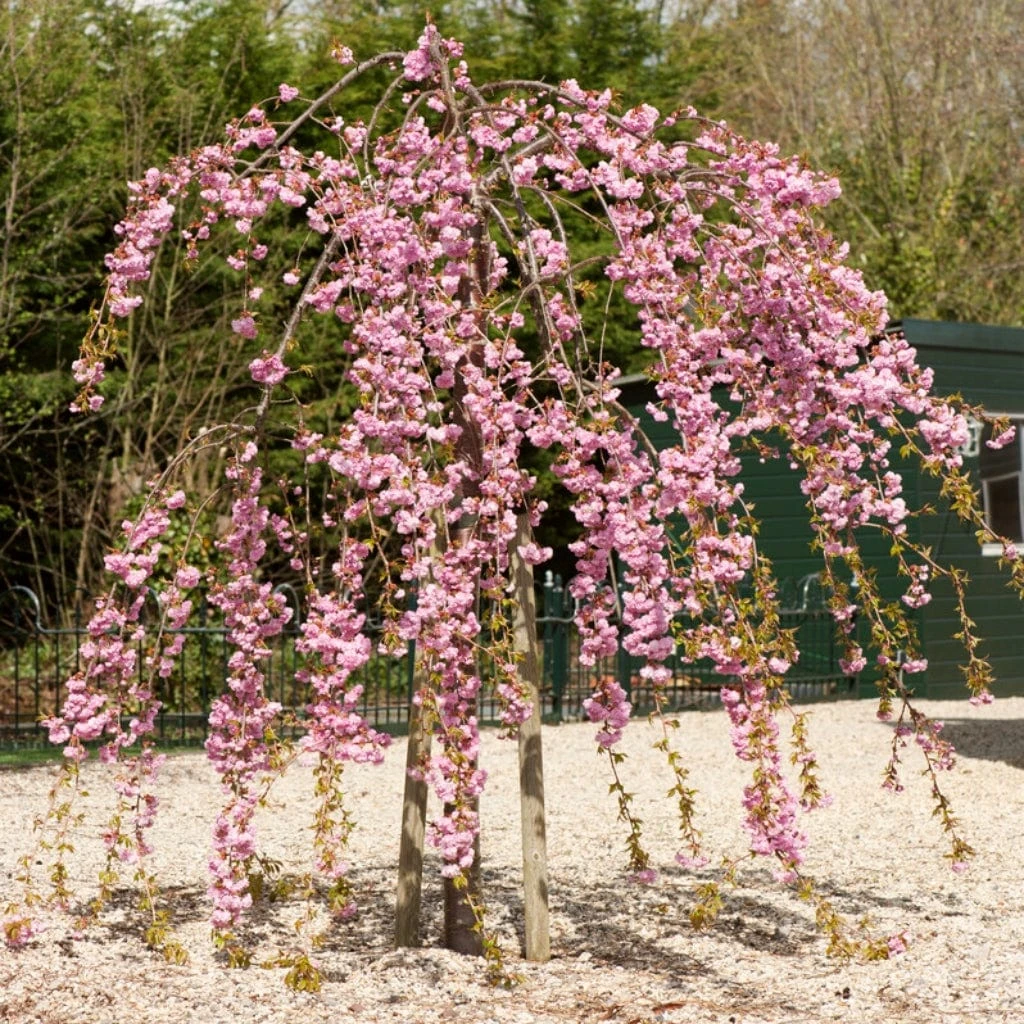 Cheal's Weeping Cherry Blossom Tree | Prunus Kiku Shidare Zakura 1 Cheal's Weeping Cherry Blossom Tree | Prunus Kiku Shidare Zakura