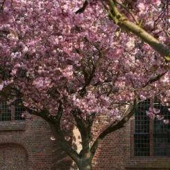 Japanese Cherry Blossom Tree | Prunus Serrulata 'Kanzan' 12 Japanese Cherry Blossom Tree | Prunus Serrulata 'Kanzan' -PlantHaven Store ORN0060 2