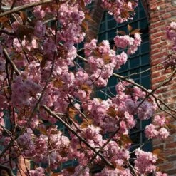 Japanese Cherry Blossom Tree | Prunus Serrulata 'Kanzan' 15 Japanese Cherry Blossom Tree | Prunus Serrulata 'Kanzan' -PlantHaven Store ORN0060 3