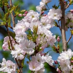Flagpole Cherry Blossom Tree | Prunus Amanogawa 9 Flagpole Cherry Blossom Tree | Prunus Amanogawa -PlantHaven Store ORN0063 3