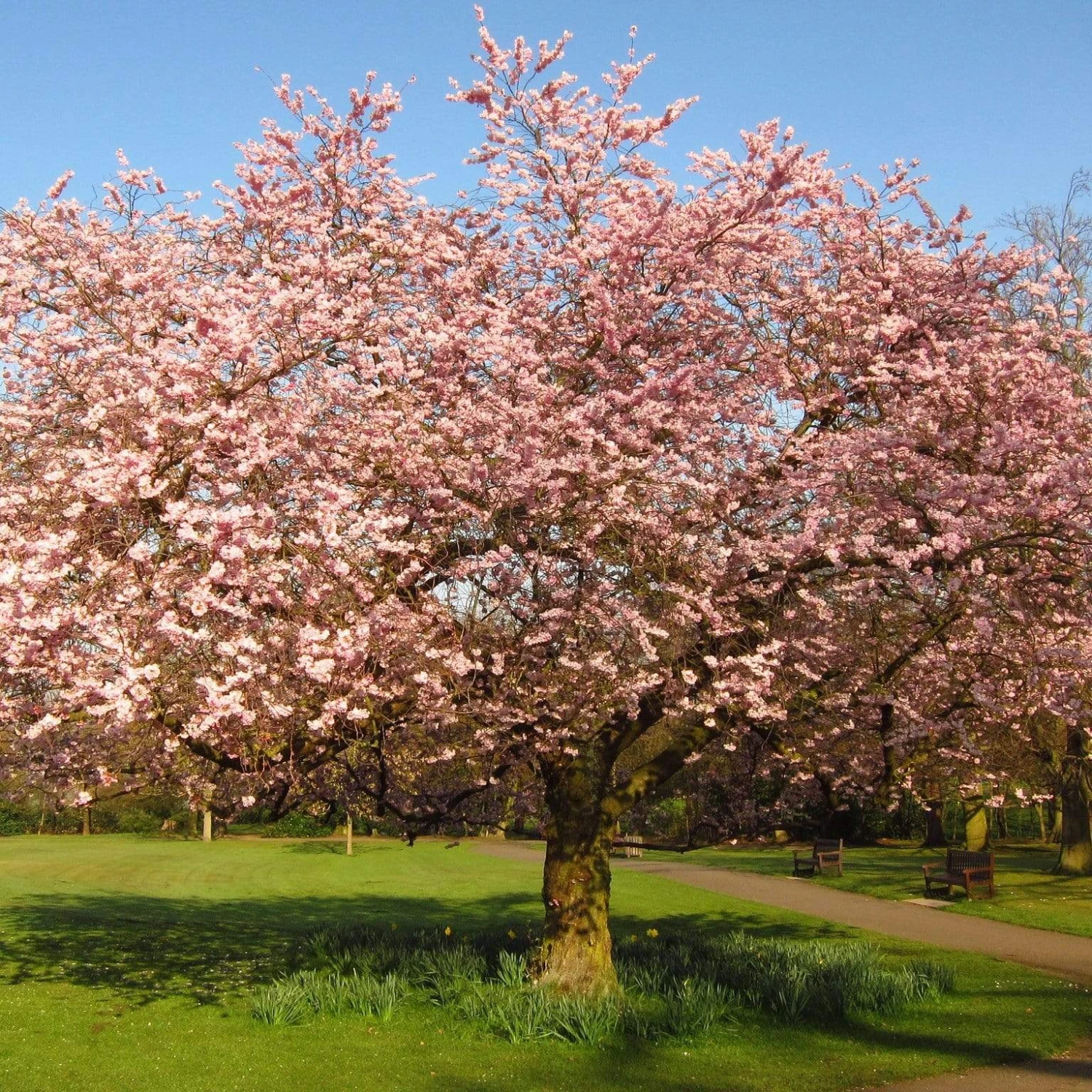 Accolade Pink Cherry Blossom Tree 1 Accolade Pink Cherry Blossom Tree