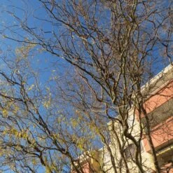 Corkscrew Willow | Salix Matsudana 'Tortuosa' 9 Corkscrew Willow | Salix Matsudana 'Tortuosa' -PlantHaven Store ORN0100 2