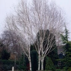 Himalayan Birch Tree | Betula Utilis Jacquemontii -PlantHaven Store ORN0102 1