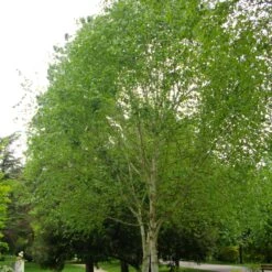 Himalayan Birch Tree | Betula Utilis Jacquemontii -PlantHaven Store ORN0102 2