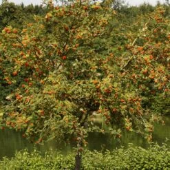 Scarlet Japanese Rowan Tree | Sorbus Commixta 'Embley' -PlantHaven Store ORN0139 6