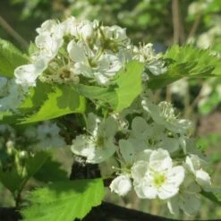 Double White Hawthorn Tree | Crataegus Laevigata 'Plena'