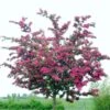 Double Pink Hawthorn Tree | Crataegus Laevigata 'Rosea Flore Pleno'