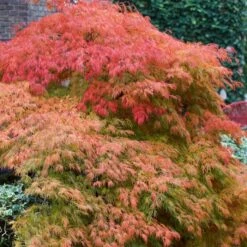Green Weeping Japanese Maple Tree | Acer Palmatum 'Dissectum' 5 Green Weeping Japanese Maple Tree | Acer Palmatum 'Dissectum' -PlantHaven Store ORN0197 3