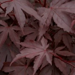 Red Japanese Maple Tree | Acer Palmatum 'Fireglow' 6 Red Japanese Maple Tree | Acer Palmatum 'Fireglow' -PlantHaven Store ORN0198 3