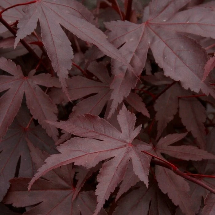 Red Japanese Maple Tree | Acer Palmatum 'Fireglow' 3 Red Japanese Maple Tree | Acer Palmatum 'Fireglow' - Image 3