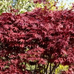 Red Japanese Maple Tree | Acer Palmatum 'Fireglow' 7 Red Japanese Maple Tree | Acer Palmatum 'Fireglow' -PlantHaven Store ORN0198 4
