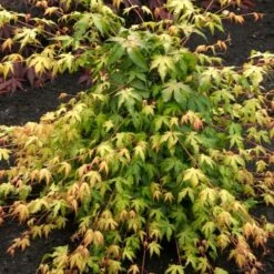 Japanese Maple Tree | Acer Palmatum 'Katsura' 7 Japanese Maple Tree | Acer Palmatum 'Katsura' -PlantHaven Store ORN0202 2