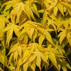 Japanese Maple Tree | Acer Palmatum 'Katsura' 8 Japanese Maple Tree | Acer Palmatum 'Katsura' -PlantHaven Store ORN0202 4
