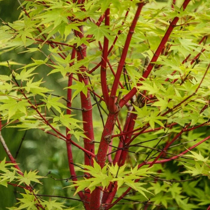 Coral Bark Japanese Maple Tree | Acer Palmatum 'Sangokaku' 1 Coral Bark Japanese Maple Tree | Acer Palmatum 'Sangokaku'
