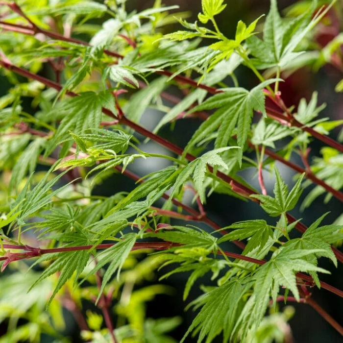 Coral Bark Japanese Maple Tree | Acer Palmatum 'Sangokaku' 2 Coral Bark Japanese Maple Tree | Acer Palmatum 'Sangokaku' - Image 2