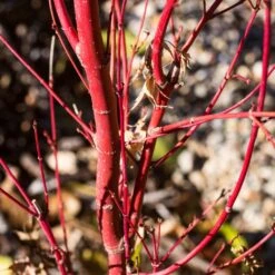 Coral Bark Japanese Maple Tree | Acer Palmatum 'Sangokaku' 9 Coral Bark Japanese Maple Tree | Acer Palmatum 'Sangokaku' -PlantHaven Store ORN0204 6