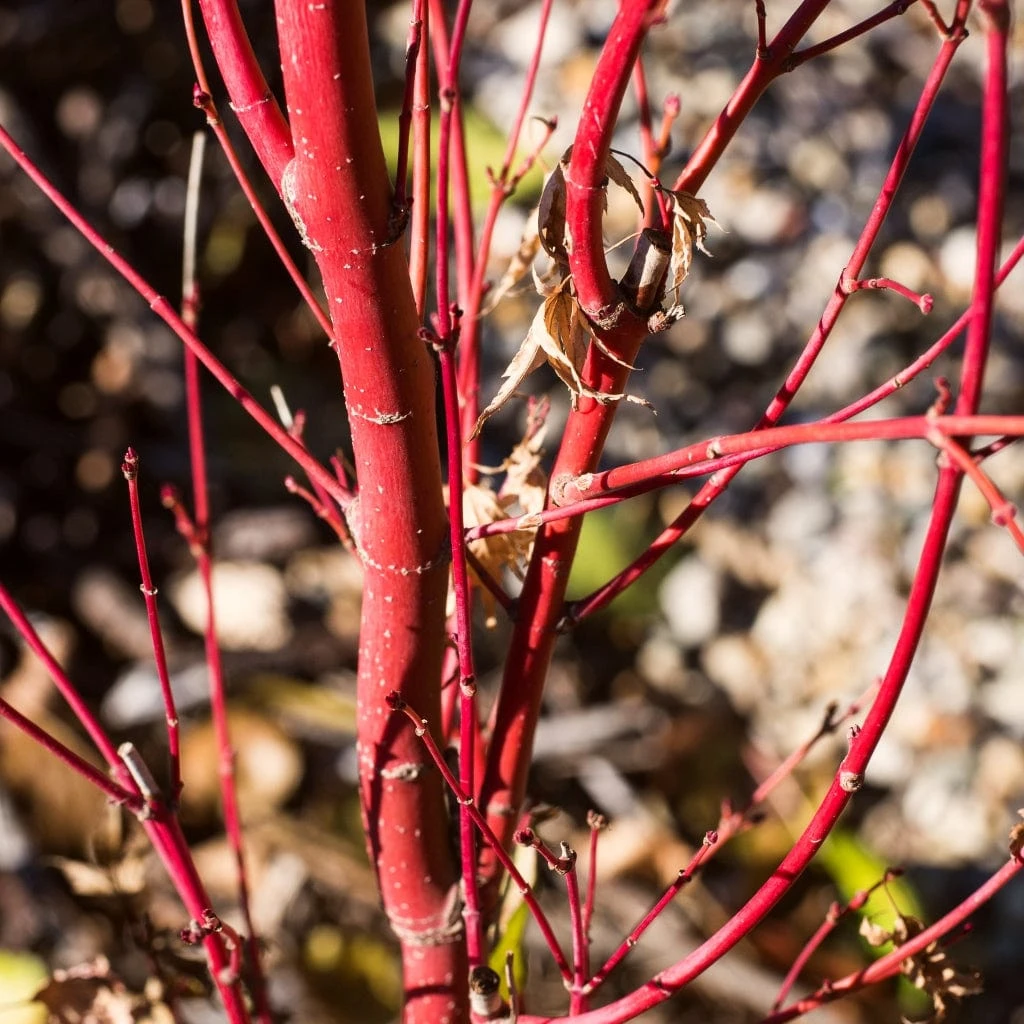 Coral Bark Japanese Maple Tree | Acer Palmatum 'Sangokaku' 4 Coral Bark Japanese Maple Tree | Acer Palmatum 'Sangokaku' - Image 4