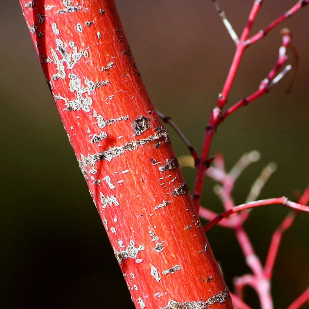 Coral Bark Japanese Maple Tree | Acer Palmatum 'Sangokaku' 6 Coral Bark Japanese Maple Tree | Acer Palmatum 'Sangokaku' - Image 6