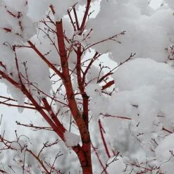 Coral Bark Japanese Maple Tree | Acer Palmatum 'Sangokaku' 10 Coral Bark Japanese Maple Tree | Acer Palmatum 'Sangokaku' -PlantHaven Store ORN0204 8