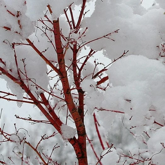 Coral Bark Japanese Maple Tree | Acer Palmatum 'Sangokaku' 5 Coral Bark Japanese Maple Tree | Acer Palmatum 'Sangokaku' - Image 5