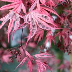 Variegated Japanese Maple Tree | Acer Palmatum 'Shirazz' -PlantHaven Store ORN0206 4