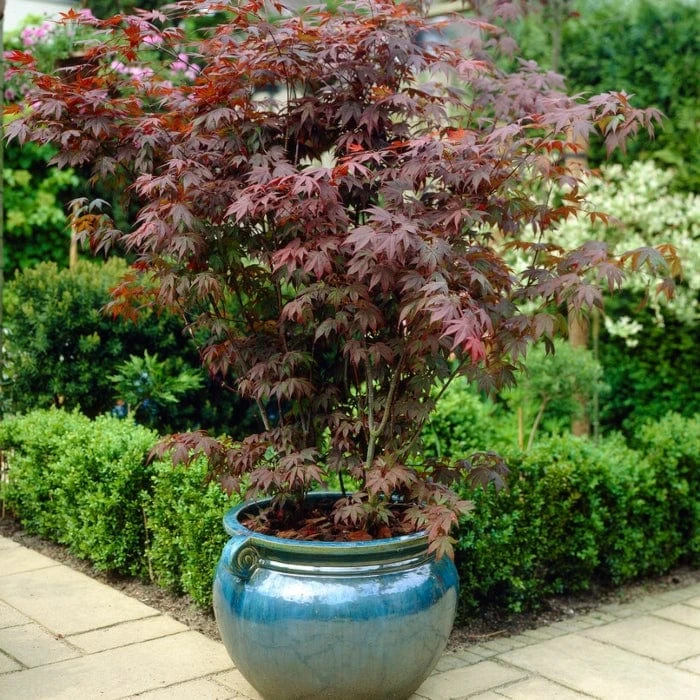 Purple Japanese Maple Tree | Acer Palmatum 'Atropurpureum' 1 Purple Japanese Maple Tree | Acer Palmatum 'Atropurpureum'