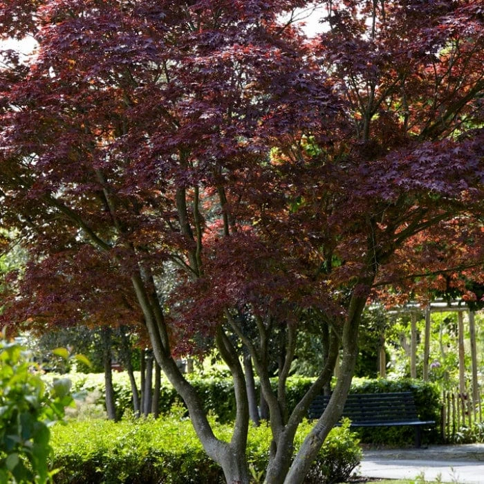 Purple Japanese Maple Tree | Acer Palmatum 'Atropurpureum' 2 Purple Japanese Maple Tree | Acer Palmatum 'Atropurpureum' - Image 2