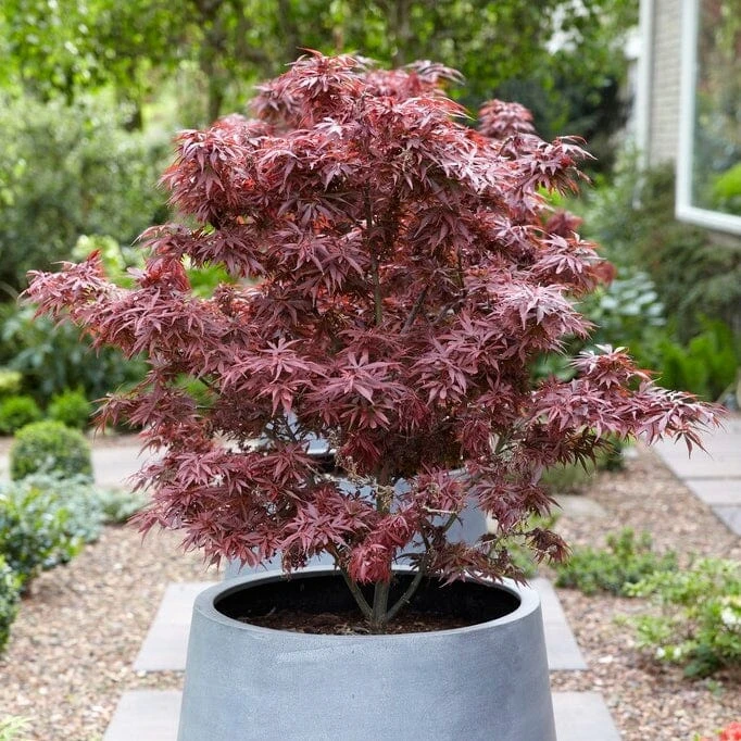 Purple Japanese Maple Tree | Acer Palmatum 'Atropurpureum' 3 Purple Japanese Maple Tree | Acer Palmatum 'Atropurpureum' - Image 3
