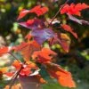 Canadian Red Maple Tree | Acer Rubrum 'Fairview Flame'