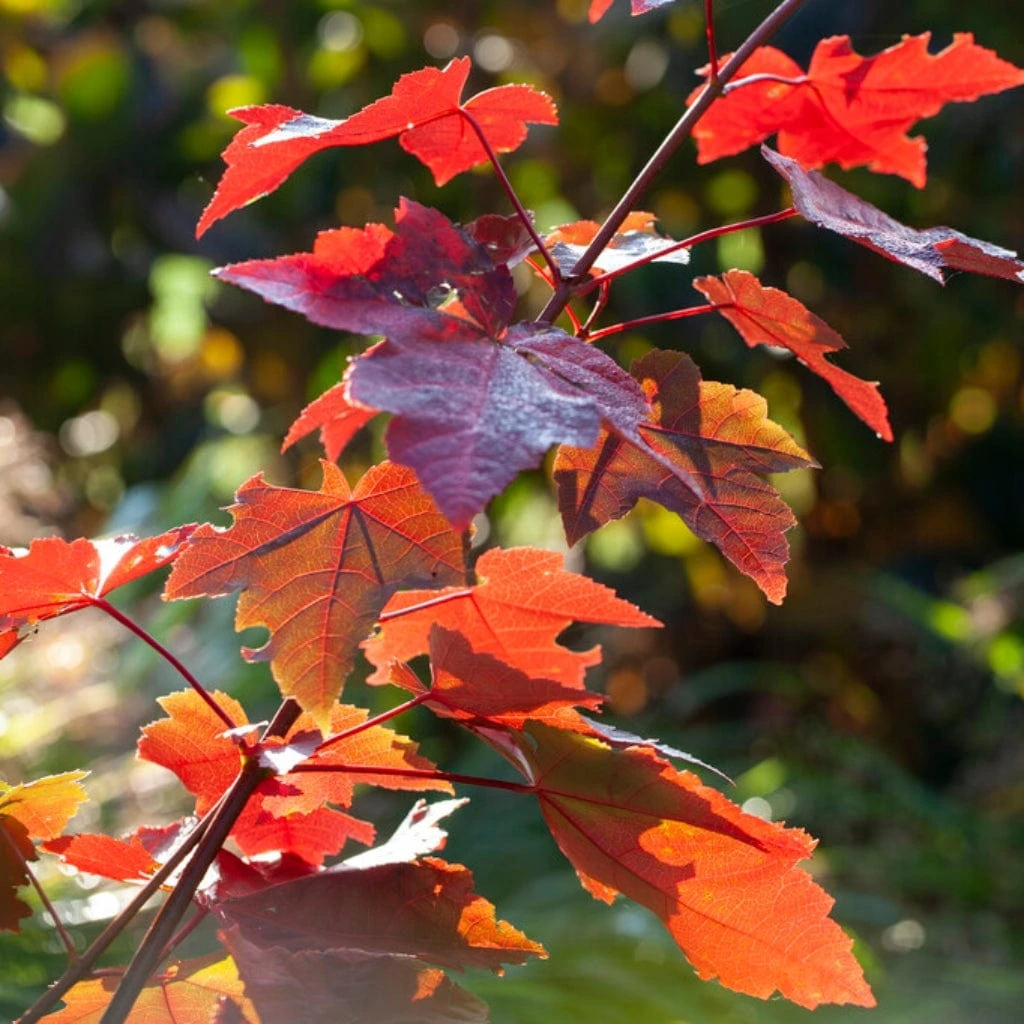 Canadian Red Maple Tree | Acer Rubrum 'Fairview Flame' 1 Canadian Red Maple Tree | Acer Rubrum 'Fairview Flame'