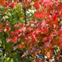 Canadian Red Maple Tree | Acer Rubrum 'Fairview Flame' 5 Canadian Red Maple Tree | Acer Rubrum 'Fairview Flame' -PlantHaven Store ORN0213 3