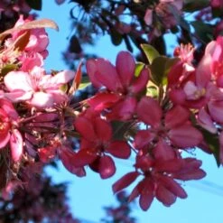 'Profusion Improved' Crabapple Tree | Malus Moerlandsii -PlantHaven Store ORN0216 3
