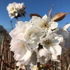Fragrant Cloud' Cherry Blossom Tree | Prunus 'Matsumae-shizuka' -PlantHaven Store ORN0232 8