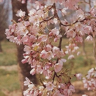 'Pink Shell' Cherry Blossom Tree | Prunus × Yedoensis 1 'Pink Shell' Cherry Blossom Tree | Prunus × Yedoensis