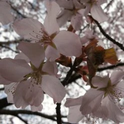 Sargent's Cherry Blossom Tree | Prunus Sargentii 14 Sargent's Cherry Blossom Tree | Prunus Sargentii -PlantHaven Store ORN0240 4